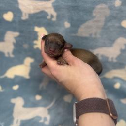 Maple - Red female Dachshund puppy in Oklahoma City, Oklahoma from Barrett’s Doxie Farm