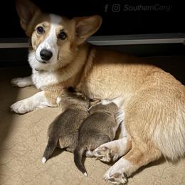 Pembroke Welsh Corgi puppies from Southern Corgi