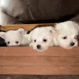 Maltese Puppies from Ayres to Heirs Puppy Co.