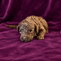 Girl 9 - Chocolate female Australian Labradoodle puppy in Easley, South Carolina from Royal Diamond Australian Labradoodles