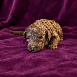 Girl 9 - Chocolate female Australian Labradoodle puppy in Easley, South Carolina from Royal Diamond Australian Labradoodles