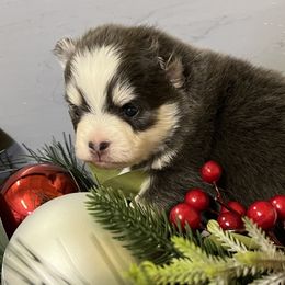 Ariya's blue girl - Blue female Pomsky puppy in Enid, Oklahoma from Mile Hi Pomskies