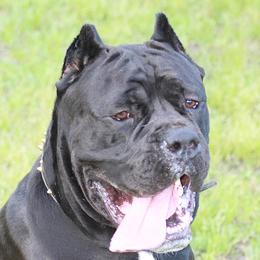 Asai - Cane Corso