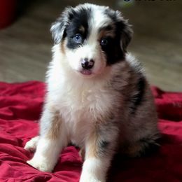 Bronx - Blue merle male Australian Shepherd puppy in Albion, Michigan from Northern Lights Aussies (NL Aussies)