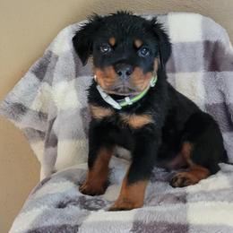Rottweiler Puppies from Familienwachter Rottweilers