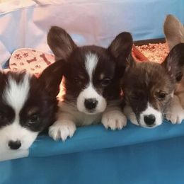 "Rylee’s first litter of 7" American Corgi and Pembroke Welsh Corgi Puppies from Serendipity Corgi's