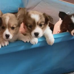"Rylee’s first litter of 7" American Corgi and Pembroke Welsh Corgi Puppies from Serendipity Corgi's