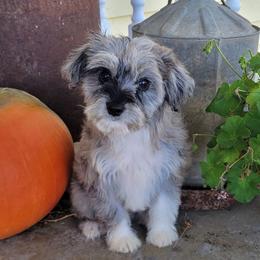Hershey - Blue merle female Aussiedoodle puppy in Missouri from B&M Cottonwood Canines