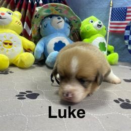 Luke - Sable male Pembroke Welsh Corgi puppy in Apison, Tennessee from Ashmore Corgis