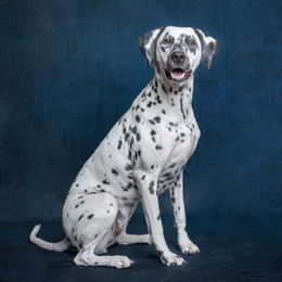 Ember - Dalmatian