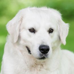 Dasher - Golden Retriever