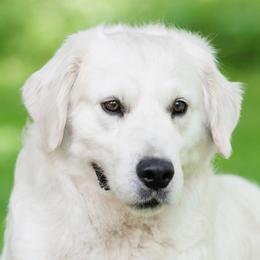 Dasher - Golden Retriever