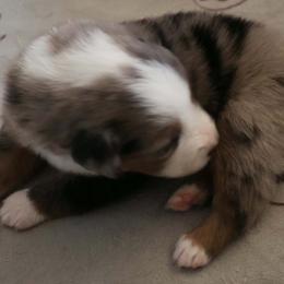 Boy 1 - Blue merle male Miniature American Shepherd puppy in Rensselaerville, New York from Callen Kennels