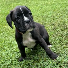 Red collar - Brindle female Boxer puppy in Tennessee from Bellmont Boxers East TN
