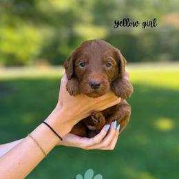 Yellow girl - Red  female Goldendoodle puppy in Valdese, North Carolina from Doodling All Day Goldendoodles