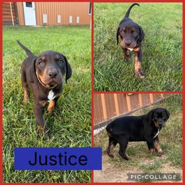 Justice - Black male Catahoula Leopard Dog puppy in Forbes, Minnesota from North Country Catahoulas
