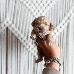 Butterscotch - Yellow and white male Bernedoodle puppy in Shingle Springs, California from Kindred Oak Goldendoodles