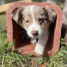 Border Collie Puppies from Collie Wood Hills