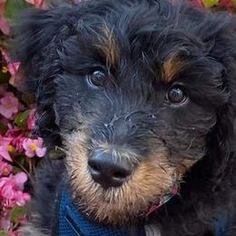 Aussiedoodles, Bernedoodles, and Goldendoodles from Imels Doodles
