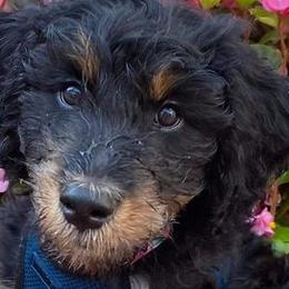 Aussiedoodles, Bernedoodles, and Goldendoodles from Imels Doodles