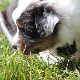 Australian Shepherd Puppies from Riot Austrailan Shepherds