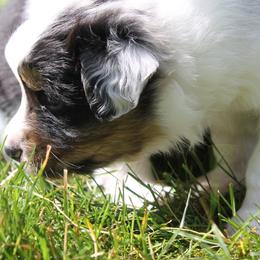 Australian Shepherd Puppies from Riot Austrailan Shepherds