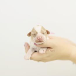 Laura (Pink Collar Girl) - Blenheim female Cavapoo puppy in Republic, Missouri from Red Skye Puppies