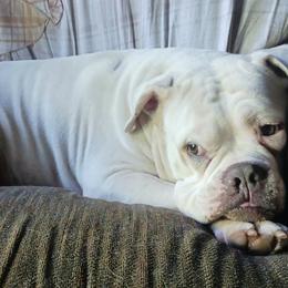 Olde English Bulldogge puppies from Blue Knob OEB's