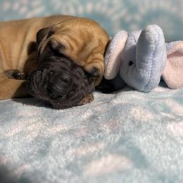 Great Dane Puppies from Virginia Great Danes