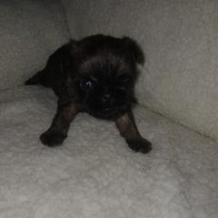Boy 3 - Black and tan male Brussels Griffon puppy in Mayville, Michigan from Carol's Brussels Griffon
