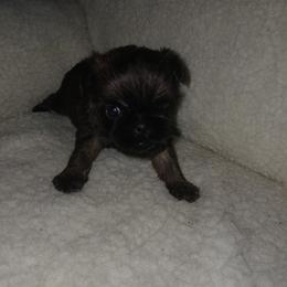 Boy 3 - Black and tan male Brussels Griffon puppy in Mayville, Michigan from Carol's Brussels Griffon