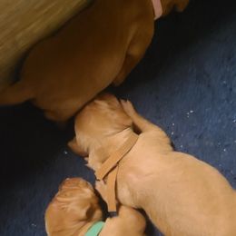 Vizsla Puppies from Ann's Vizslas