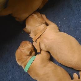 Vizsla Puppies from Ann's Vizslas