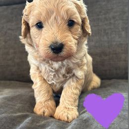 Purple - Apricot female Goldendoodle puppy in Memphis, Michigan from Kevin Williams