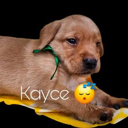Kayce - Yellow male Labrador Retriever puppy in Sidney, Nebraska from Nebraska Strong Labradors