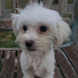 Valer - Cream male Maltipoo puppy in Lebanon, Kentucky from Mosaic Merle Doodles