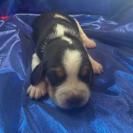 Tricolor Boy 1 - Black tan and white male Beagle puppy in Dime Box, Texas from Kuehlers Kavaliers