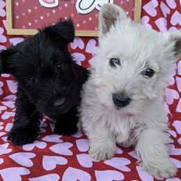 Scottish Terriers from Melissa's Scotties
