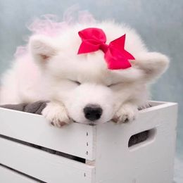 Samoyed Puppies from Velvet Sky