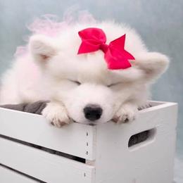 Samoyed Puppies from Velvet Sky