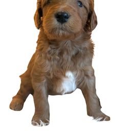 Purple Collar Female - Parti female Goldendoodle puppy in from Blue Ridge Goldens