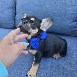 Padme Amidala - Black and tan female French Bulldog puppy in Searcy, Arkansas from Bonnie Trouble Frenchies