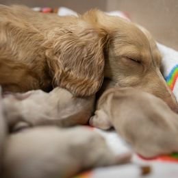 Dachshund puppies from Dachsy