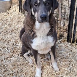 Mavi - Blue fawn female Anatolian Shepherd Dog puppy in Toledo, Oregon from Green Stains Anatolians
