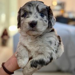 Maple - Blue merle female Aussiedoodle puppy in Seguin, Texas from Navarro Royal Pups