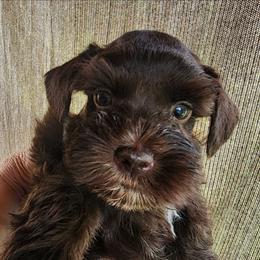 Sweet Pups Chocolate Mousse - Parti male Miniature Schnauzer puppy in North Zulch, Texas from Sweet Pup Schnauzers