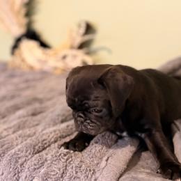 Scout - Black male Pug puppy in Smiths Station, Alabama from Magnolia Pugs