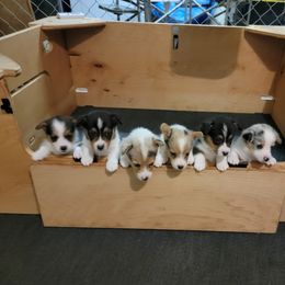 American Corgi and Pembroke Welsh Corgi Puppies from DnD Corgis