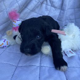 'Juniper' Pink was light blue in early pictures - Black female Miniature Schnauzer puppy in Ravensdale, Washington from Serenity Schnauzers