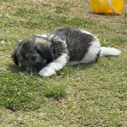 Havanese and Havapoo Puppies from Happytailspuppies